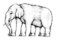 Problems in Democracy - Elephant
